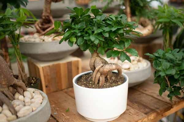 چگونه بونسای را هرس کنیم